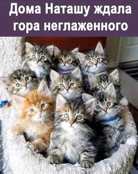 Гора неглаженных котят