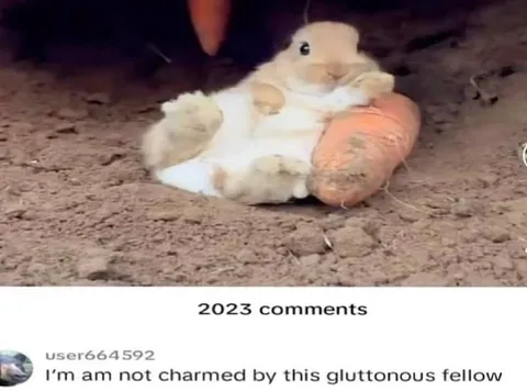 Gluttonous Rabbit Comment