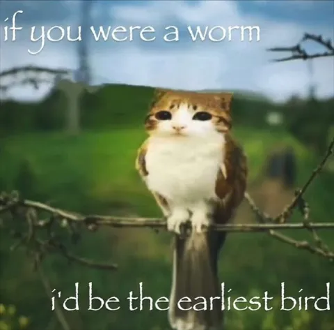 The Early Bird Cat