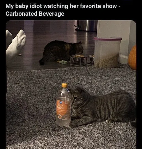 Cat Watching Carbonated Beverage