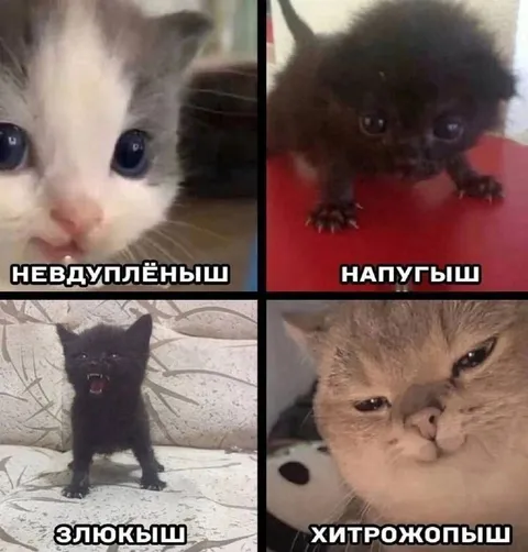 Четыре котёнка с характером
