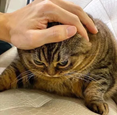 Кот под рукой