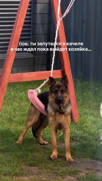 Собака запуталась в качеле