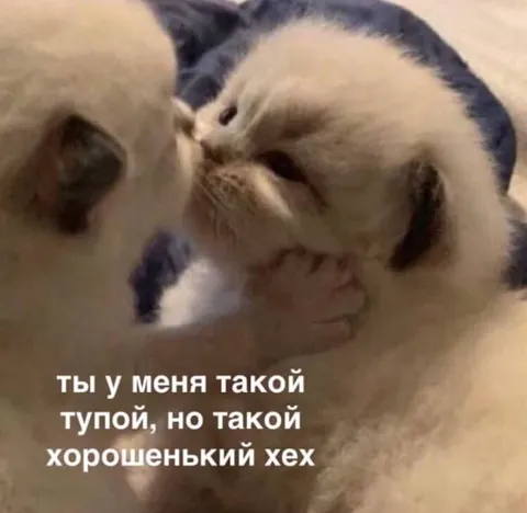 Тупой, но хорошенький кот