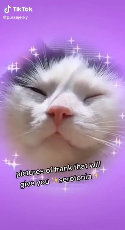 Pictures of Frank for Serotonin