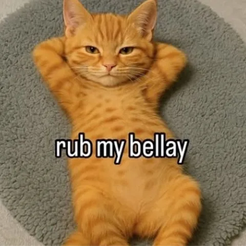 Rub My Bellay Cat