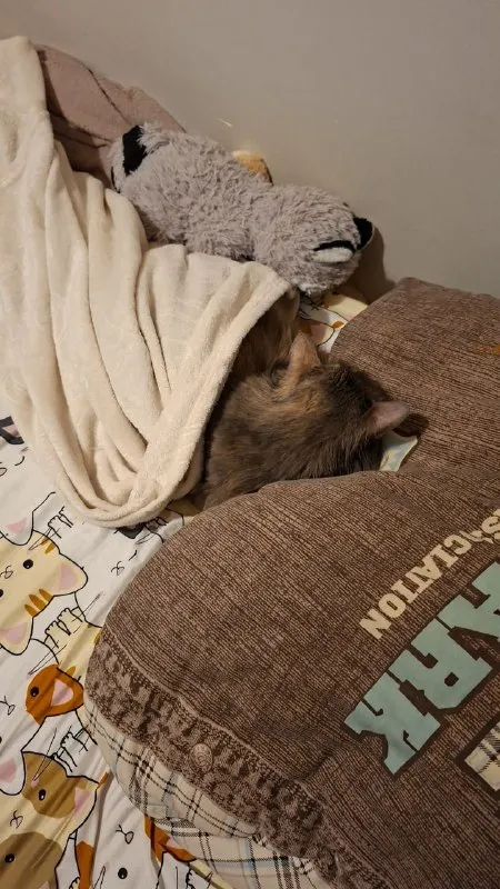 Кот спит под игрушечной овцой