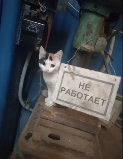 Котёнок с табличкой «Не работает»