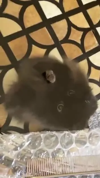 Чёрный кот под Smooth Criminal