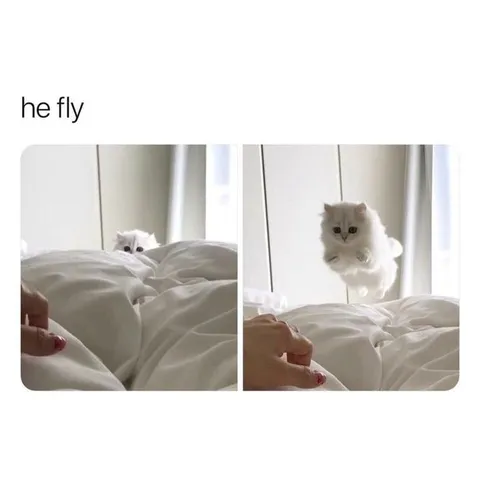 He Fly Cat Jump