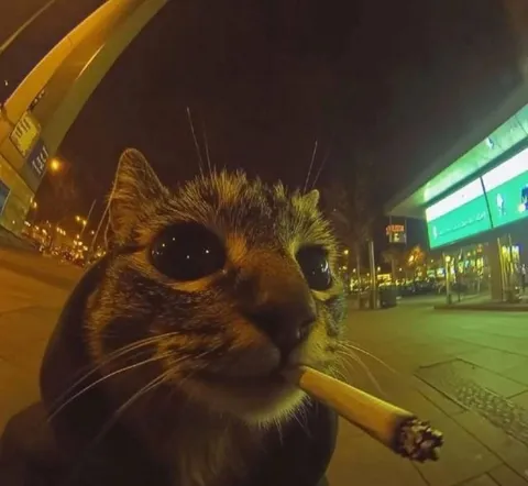 Кот с сигаретой ночью