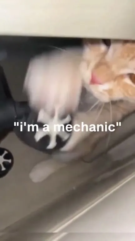 Cat Says I'm a Mechanic