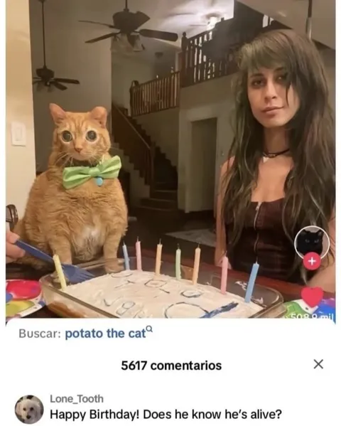Potato the Cat Birthday