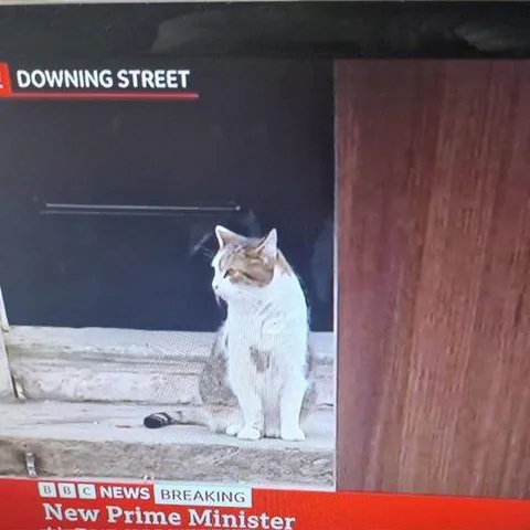 Cat Is the New Prime Minister
