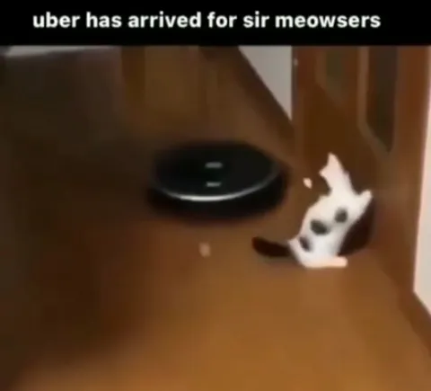 Uber Arrives for Sir Meowsers