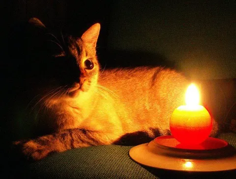 Кот при свечах