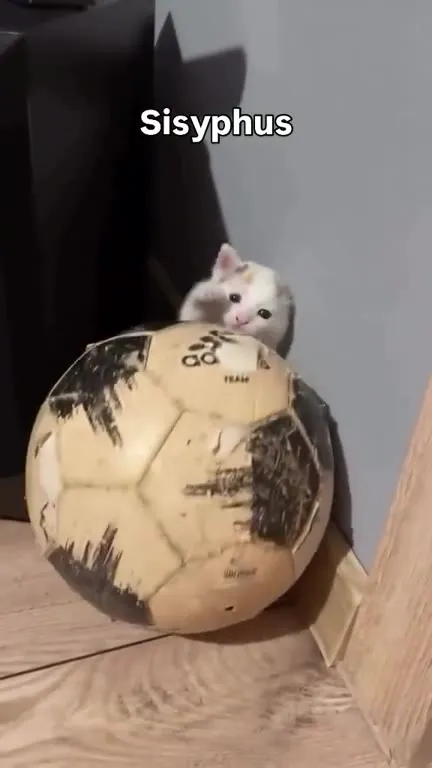 Kitten Pushing the Sisyphus Ball