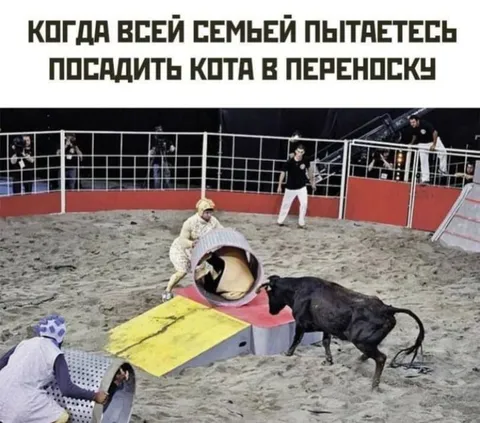 Посадить кота в переноску