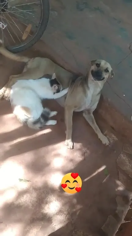 Котёнок обнимает собаку
