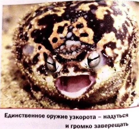 Единственное оружие узкорота