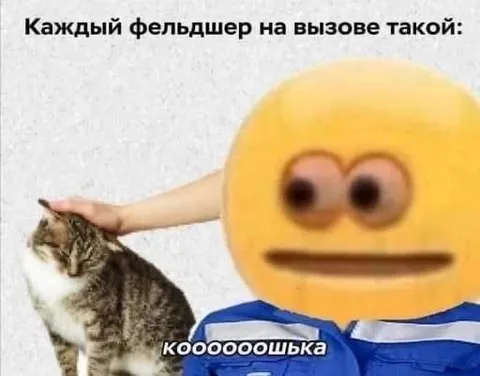 Фельдшер увидел кошку