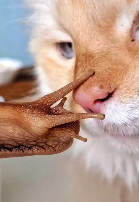 Кот и улитка слишком близко
