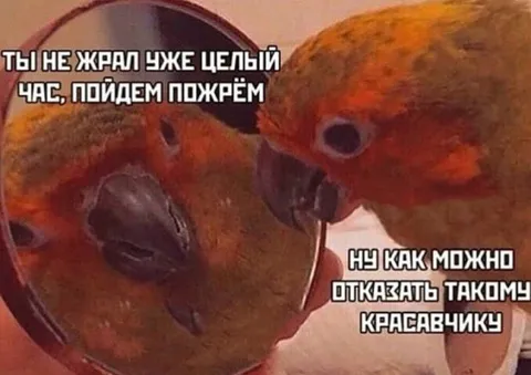 Как отказать такому красавчику