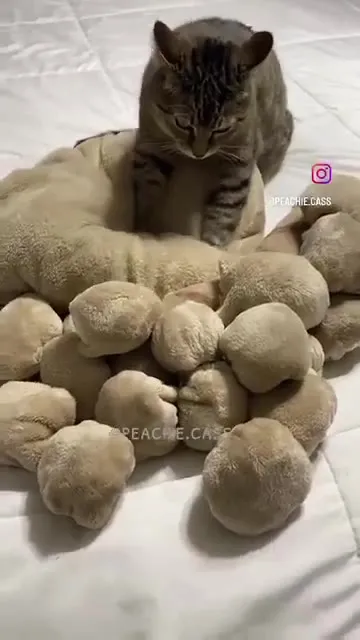 Cat Bakery Chef Sells Fresh Pizza