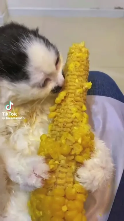 Кот обнимает кукурузу