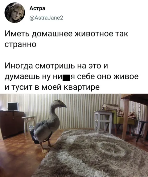 Когда домашнее животное слишком странное
