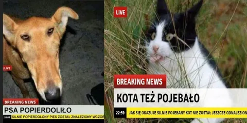 Pies i kot oszaleli