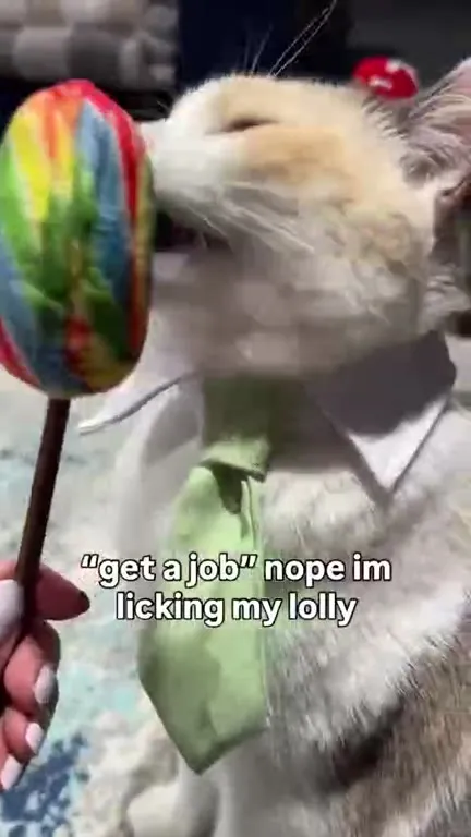 Cat Rejects Getting a Job