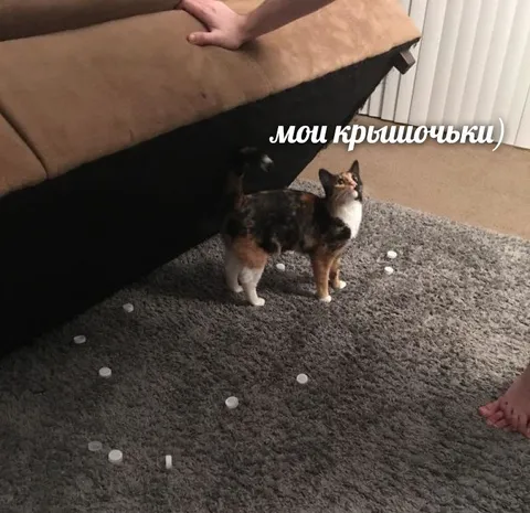 Кошка собирает крышечки