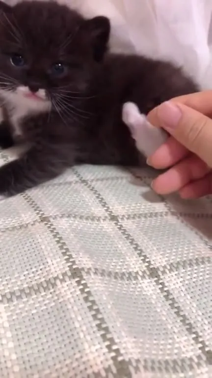 Котёнок возмущённо мяукает