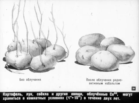 Овощи после радиоактивного облучения
