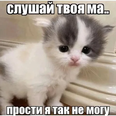 Котёнок не может слушать маму