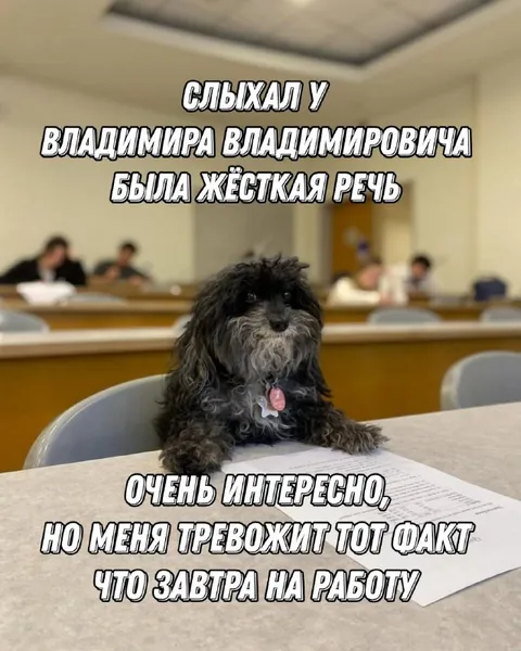 Собака после жёсткой речи