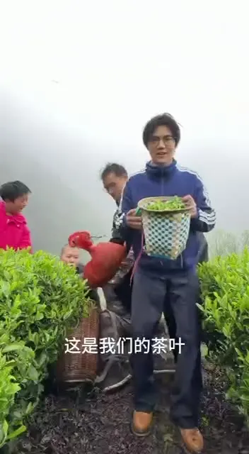 采茶人摔进茶园
