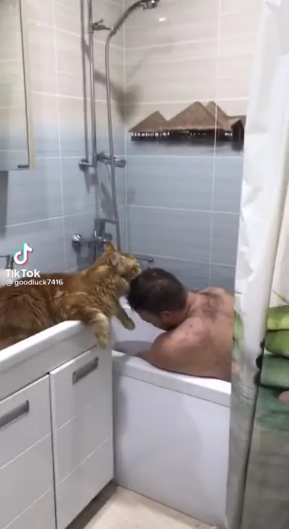 Кот следит за купающимся хозяином