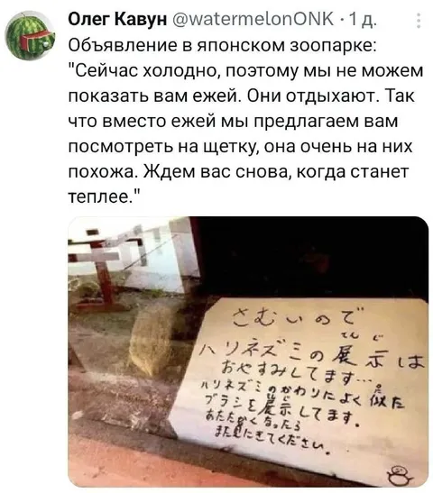 Ёжик или щётка в зоопарке