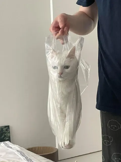 Кот в пакете