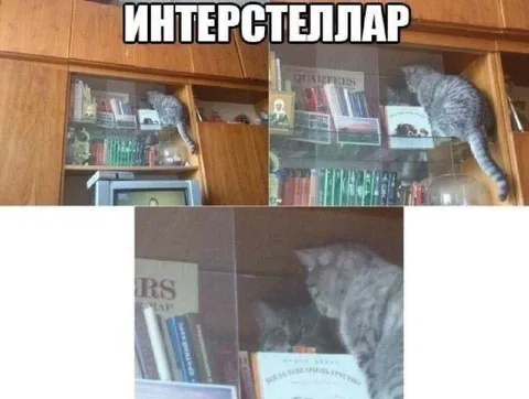 Кот в Интерстелларе