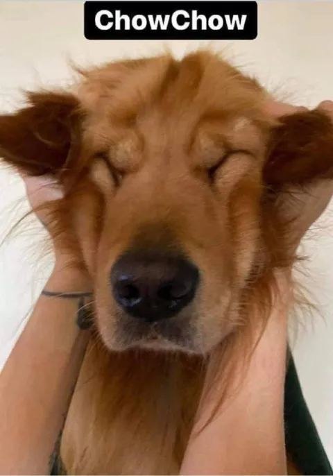 ChowChow Being Lovingly Squished