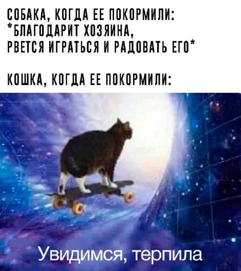Кошка после кормления уезжает