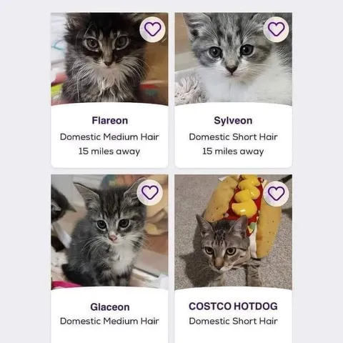 Pokémon Cat Dating Profiles