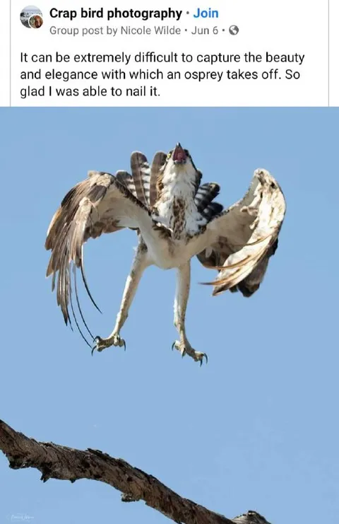 Osprey Beauty and Elegance