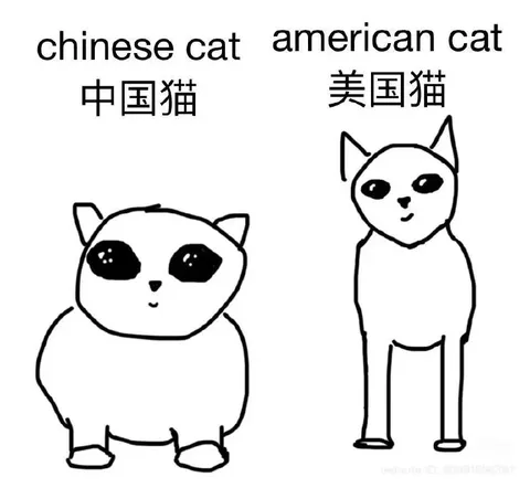 Chinese Cat vs American Cat