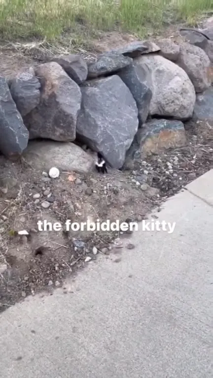 The Forbidden Kitty Emerges
