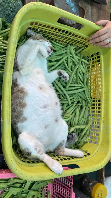 Кот среди стручковой фасоли