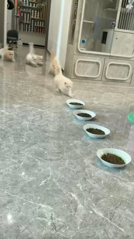 Котята устроили хаос с кормом